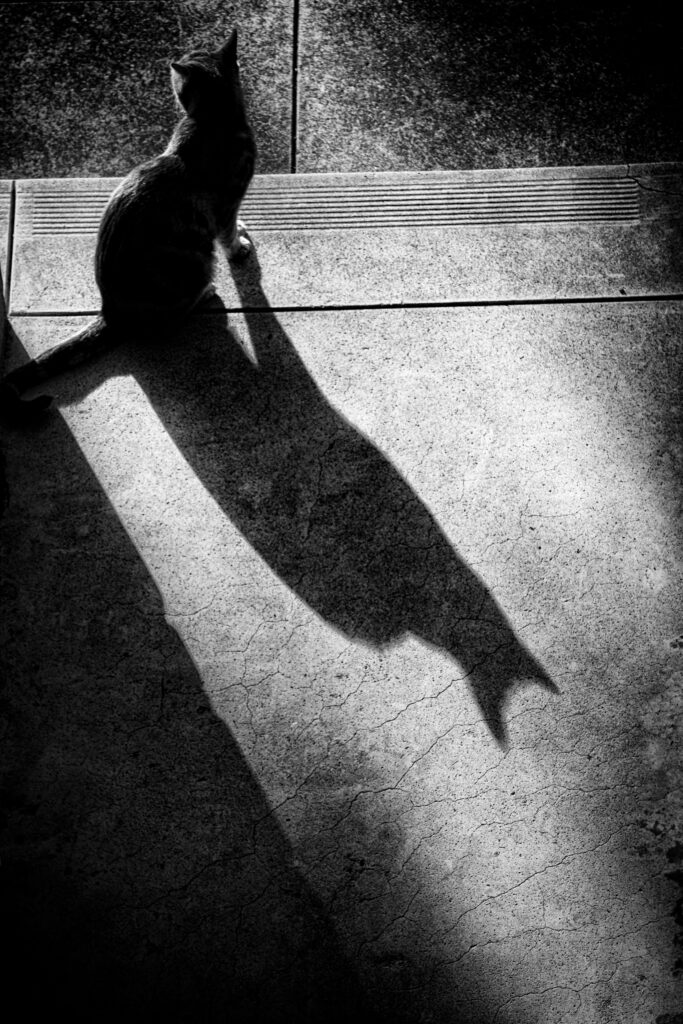 Cat Casts A Long Shadow (2008)